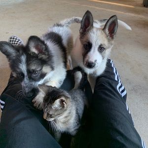 Meet your Posher, Sendi